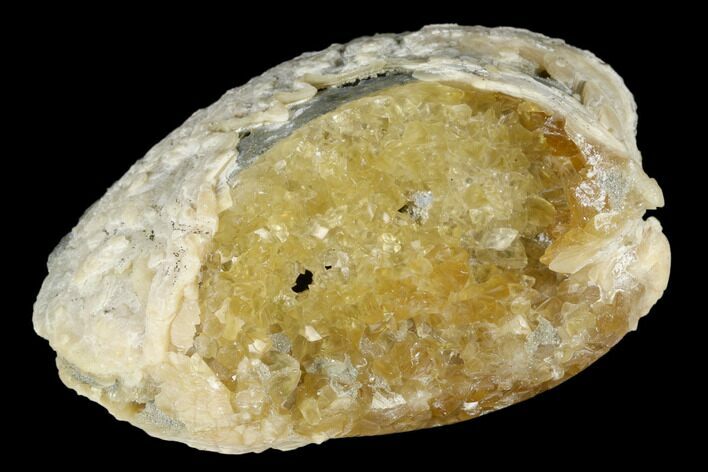Fossil Clam with Fluorescent Calcite Crystals - Ruck's Pit, FL #177735
